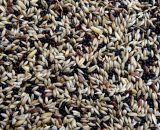 Kanariezaad verpond 5 kg