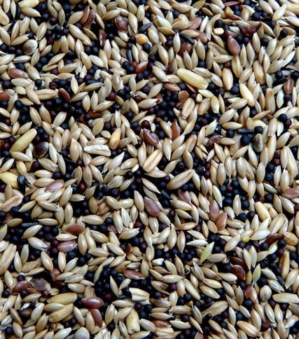 Kanariezaad verpond 5 kg