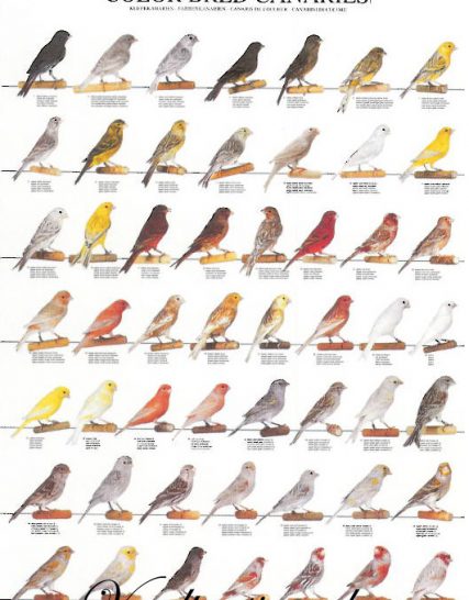Vogelposter kleurkanaries