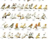 Vogelposter zebravink