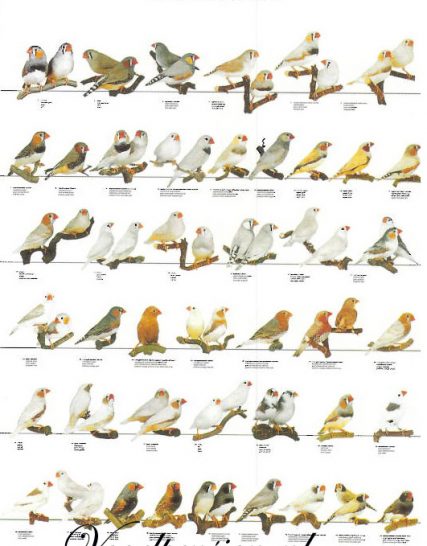 Vogelposter zebravink