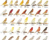 Vogelposter kleurkanaries