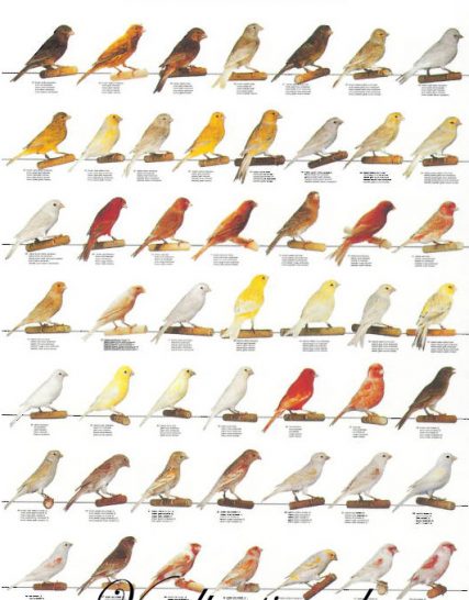 Vogelposter kleurkanaries