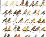 Vogelposter Europese vinken