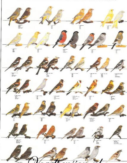 Vogelposter Europese vinken