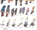 Vogelposter Kaketoes