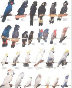 Vogelposter Kaketoes