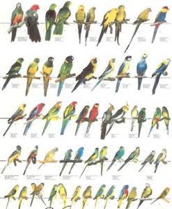 Vogelposter Australische parkieten