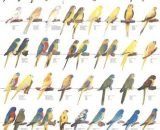 Vogelposter Neophema