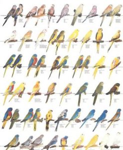 Vogelposter Neophema