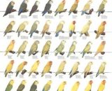 Vogelposter Agaporniden