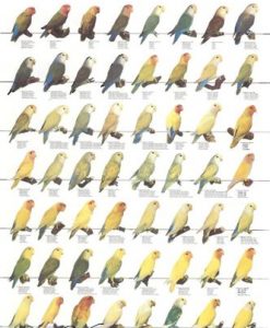 Vogelposter Agaporniden