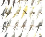 Vogelposter Valkparkieten