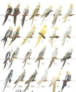 Vogelposter Valkparkieten