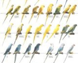 Vogelposter Halsband parkieten