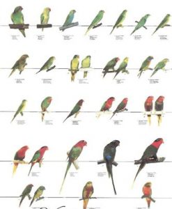 Vogelposter Lories