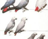 Vogelposter Grijze Roodstaart