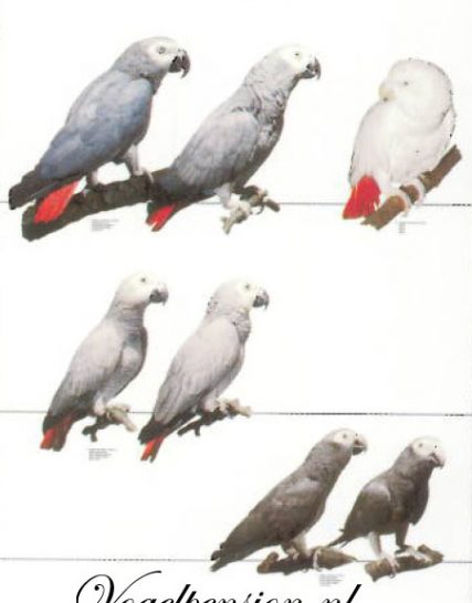 Vogelposter Grijze Roodstaart