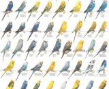 Vogelposter parkieten / grasparkieten