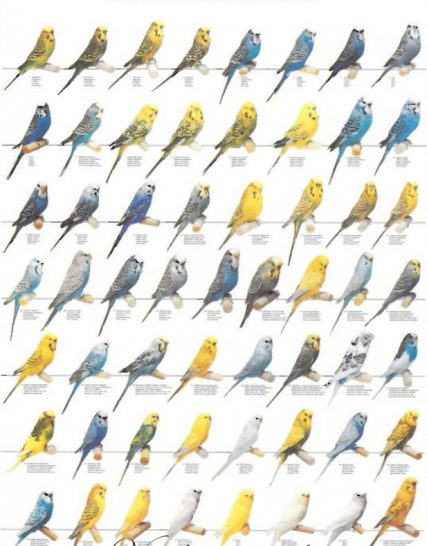 Vogelposter parkieten / grasparkieten