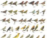 Vogelposter Afrikaanse vinken