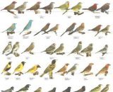 Vogelposter Afrikaanse vinken