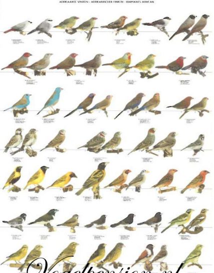 Vogelposter Afrikaanse vinken