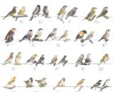 Vogelposter Europese zangvogels