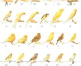 Vogelposter Postuur kanaries