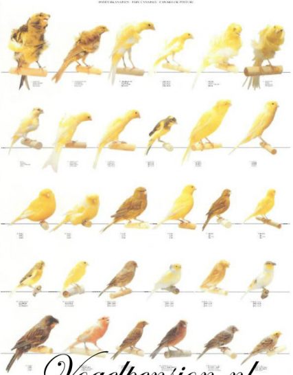 Vogelposter Postuur kanaries