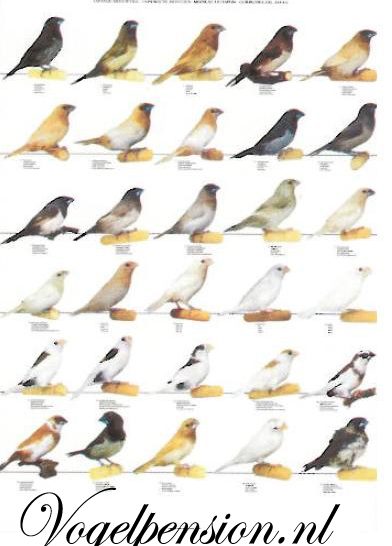 Vogelposter Japanse meeuw