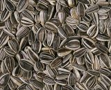 Gestreepte zonnebloempit