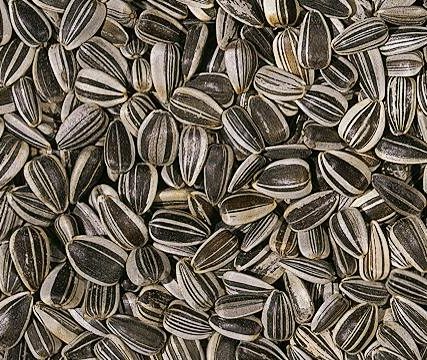 Gestreepte zonnebloempit