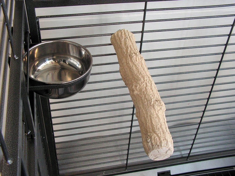 Slijtstok papegaai.jpg Slijtstok papegaai