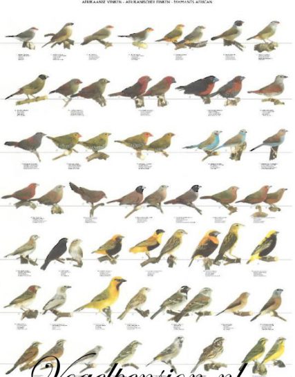 Vogelposter Afrikaanse vinken