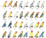 Vogelposter Agaporniden