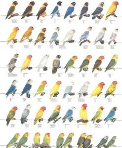 Vogelposter Agaporniden