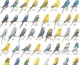 Vogelposter parkieten / grasparkieten