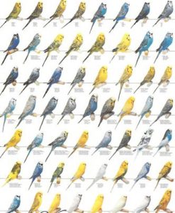 Vogelposter parkieten / grasparkieten