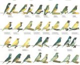 Vogelposter Gouldamadine