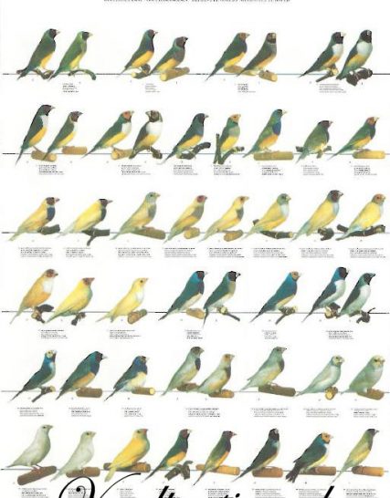 Vogelposter Gouldamadine