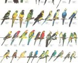 Vogelposter Australische parkieten