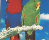 Vogelposter Edel papegaaien