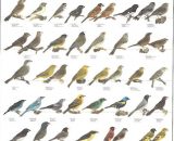 Vogelposter Zuidamerikaanse vinken