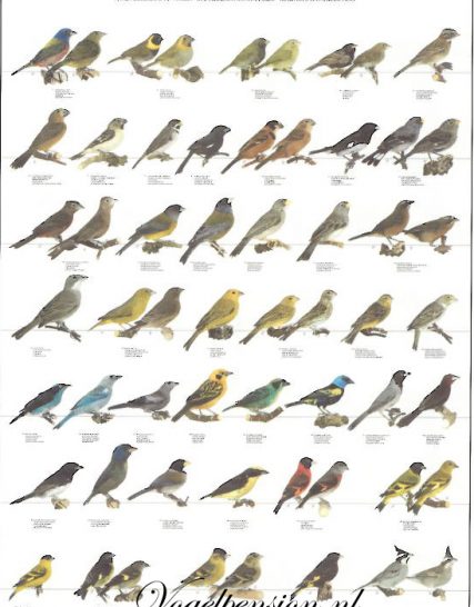 Vogelposter Zuidamerikaanse vinken