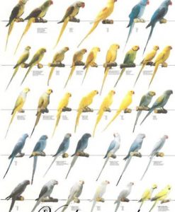 Vogelposter Halsband parkieten