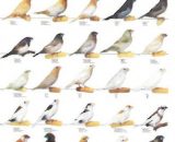 Vogelposter Japanse meeuw