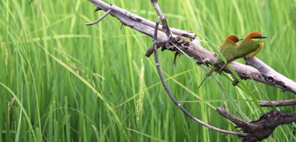 Huis en Tuindecoratie