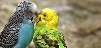 Broedkooien / kweekkooien