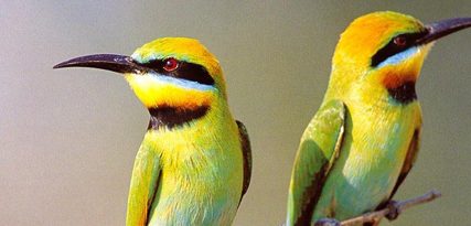 Voorfront 30 cm hoog